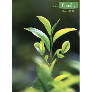 ชาระมิงค์ ผงชงชาเขียวนม กรีนทีลาเต้ 1Kg ชงได้ 200แก้ว Raming Green Tea Mix ชาเขียวปรุงสำเร็จ 1,000g.