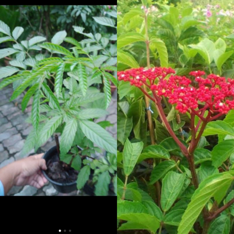 รายการ 104+ ภาพพื้นหลัง สกุลกะตังใบ คมชัด