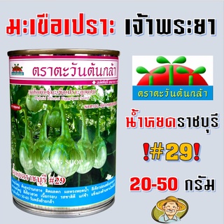 มะเขือเปราะน้ำหยดราชบุรี#29 ขนาด 20-50 กรัม น้ำหยดราชบุรี เมล็ดพันธุ์มะเขือ มะเขือเปราะ