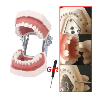 โมเดลฟันมาตรฐาน พร้อมฟันที่ถอดออกได้ สําหรับฝึกการสอน