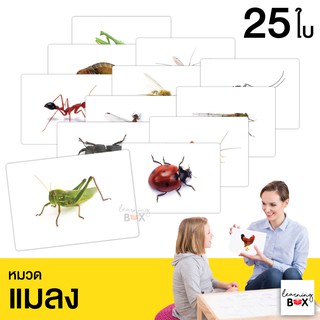 flashcard แฟลชการ์ด บัตรคำศัพท์ใหญ่ [ หมวดแมลง Insect ]