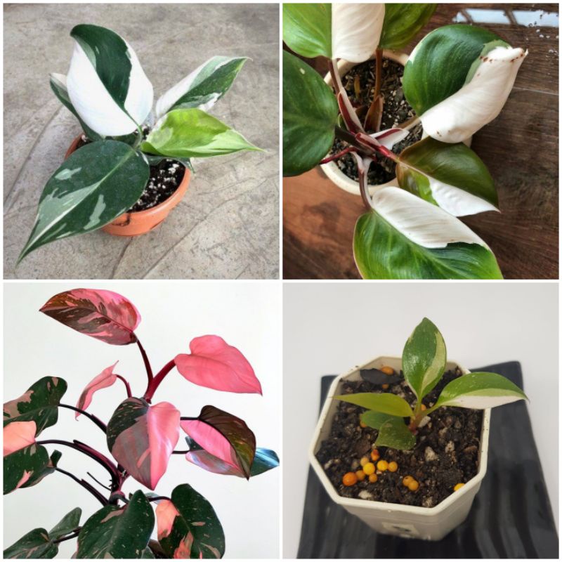 ไม้เนื้อเยื่อ philodendron Pink Princess👸White Wizard 🧙‍♂️white knight🧝‍♂️💂‍♂️