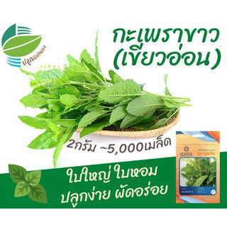 กะเพรา​ขาว (Holy Basil)​