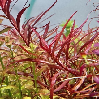 ลัดวิเจีย เบรวิเปส - Ludwigia Brevipes ไม้น้ำ ต้นไม้น้ำ