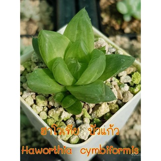 คุณภาพสูง เมล็ด/ฮาโวเทีย บัวแก้ว Haworthia cymbiformis มีบริการเก็บเงินปลายทาง/เมล็ด ซอง งอก การ RYKY