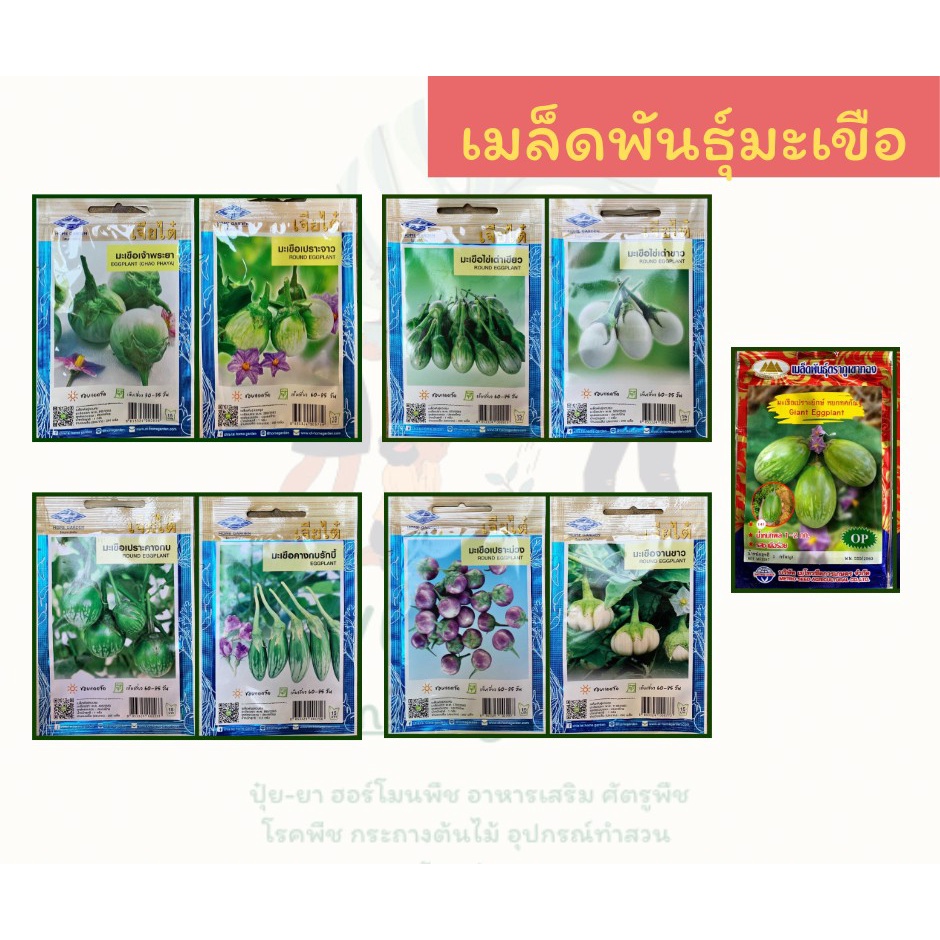 เมล็ดพันธุ์มะเขือ เมล็ดผักสวนครัว ราคาถูก 8 บาททุกซอง ตราเจียไต๋ ตราสามเอ ตราศรแดง ตราภูเขาทอง ตราสี่ทิศ