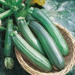 เมล็ดพันธุ์ ซูกินี zucchini 5เมล็ด