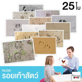 flashcard แฟลชการ์ด บัตรคำศัพท์ใหญ่ [ หมวดรอยเท้าสัตว์ Footprints ]