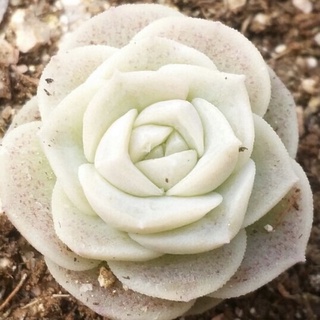 Echeveria Queens Rose 30เมล็ด.-59