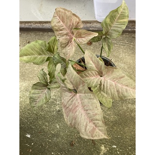 syngonium pink spot ออมชมพู