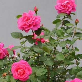 เมล็ดพันธุ์ ดอกกุหลาบ สีบานเย็น พันธุ์แคระ กุหลาบจิ๋ว Rose Seeds 30 เมล็ด