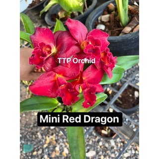 กล้วยไม้แคทลียา Mini Red Dragon ออกดอกตลอดปี