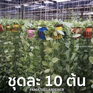 ต้นเดปในกระถาง 2 นิ้วเป็นชุด 10 ต้น