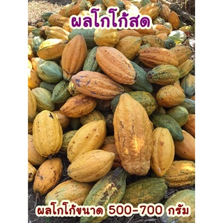 ผลโกโก้สดลูกใหญ่ 500-700 กรัม (1กิโลกรัม)