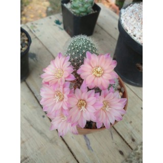 🌵 Rebutia  รีบูเทีย มีตุ่มดอก กระบองเพชร cactus 🌵