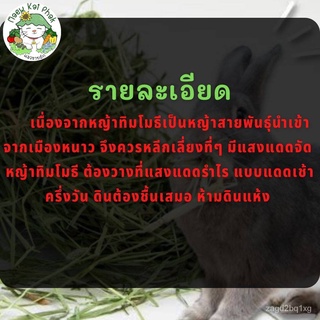 เมล็ดพันธุ์ หญ้าทิมโมธี 500 เมล็ด Timothy Grass seeds เมล็ดพันธุ์แท้ นำเข้าจากต่างประเทศ ปลูกผัก สวนครัว ปลูกง่าย ไม่/เม