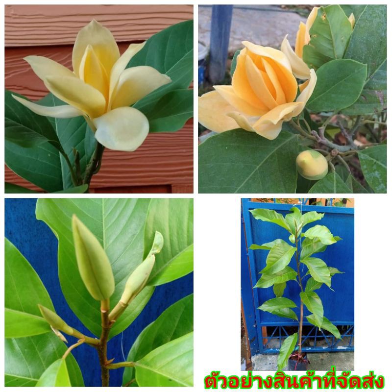 (1ต้น) สูง 60-100cm ต้น ดอก มณจำปา ต้นมณจำปา ติดดอกแล้ว มนจำปา มนต์จำปา ต้นมนจำปา ต้นมนต์จำปา ติดดอก เบนซ์  ไม้ไทยดอกหอม