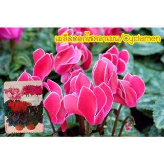 ✨🌱เมล็ดดอกไซคลาเมน / Cyclamen ดอกสีสดใส จำนวน 10 เมล็ด🌺✨