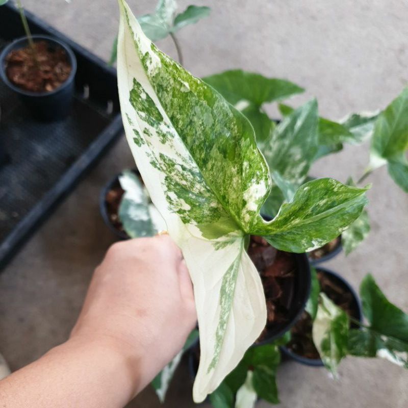 เงินไหลมาด่างขาว (Syngonium Podophyllum Albo Variegated)
