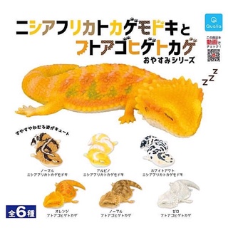 **พร้อมส่ง**กาชาปองตุ๊กแก กิ้งก่า เบื๊ยดดราก้อน Ajrican Fat-Tailed Gecko &amp; Bearded Oyasumi Series