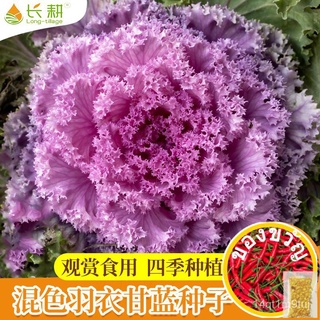 Kale Seeds ❈Kale seeds flower seeds spring, autumn and winter ornamental flower seeds potted vegetables outdoor four sea