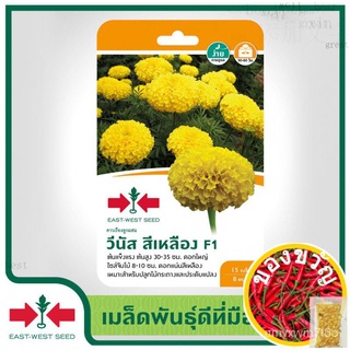 East-West Seed เมล็ดพันธุ์ดาวเรือง (Marigold seeds) วีนัส สีเหลือง F1 เมล็ดพันธุ์ดอกไม้ เมล็ดพันธุ์ ผักสวนครัว ดาวเรือง