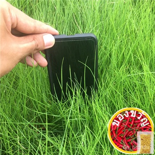 [งอกเร็ว] 200เมล็ดเมล็ดสนามหญ้าสีเขียวพรมเมล็ดสำหรับปลูกสูง Fescue Festuca Arundinacea เบอร์มิวดา Tu เมล็ด GWJK