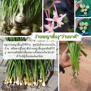 3 หัว ว่าน พญาลิ้นงู สรรพคุณแก้พิษสัตว์กัดต่อย มีไว้ป้องกันงูเข้าใกล้บริเวณที่อยู่อาศัย