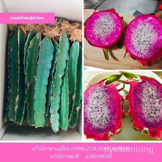 คละ สวนครัว ปลูก/แก้วมังกรคาเมเลี่ยน  Chameleon Dragon Fruit กิ่งพันธุ์แก้วมังกรแก้วมังกรสองสี /อินทรีย์ คละ สวนครัว ดอก