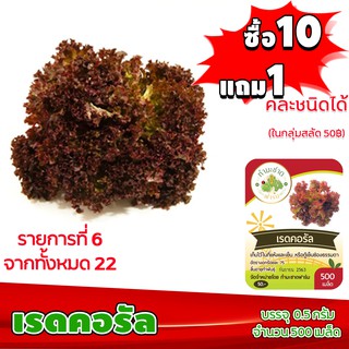 [10แถม1 มีคู่มือ] เมล็ดพันธุ์ เรดคอรัล Red coral  ประมาณ 500 เมล็ด (0.5กรัม) เมล็ดพันธุ์ ผักสลัด ทำมะชาดฟาร์ม