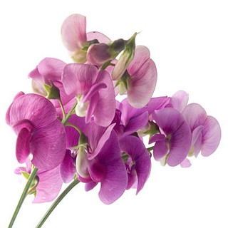 หัวน้ำหอม sweet pea 000869 .