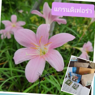 บัวดิน แกรนดิฟรอล่า 10หัว50บาท//25หัว99บาท (grandiflora) 10หัว50บาท