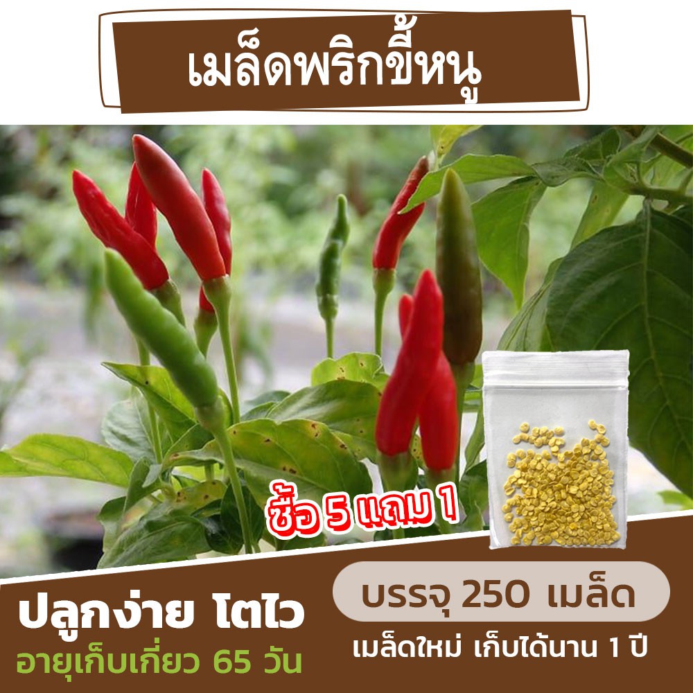 เมล็ดพันธุ์พริกขี้หนูสวน แบ่งขาย 250 เมล็ด (ซื้อ 5 แถม 1)
