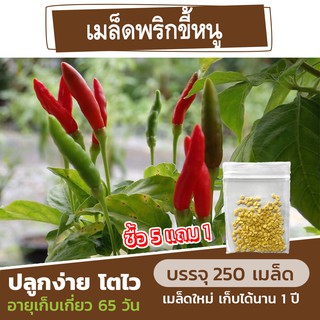 เมล็ดพันธุ์พริกขี้หนูสวน🌶 แบ่งขาย 250 เมล็ด (ซื้อ 5 แถม 1)