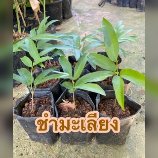 🌱ชำมะเลียง ต้นชำมะเลียง พืชสมุนไพร พร้อมปลูก🌱