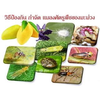ฟีโนขาบ 6G ฟีโนบูคาร์บ สารกำจัดแมลงแบบดูดซึมสูตรดีที่สุด แบ่งขาย 1kg กำจัดหนอน เพลี้ย ฆ่าแมลง ด้วงมะพร้าว ใช้แทน ฟูราดาน