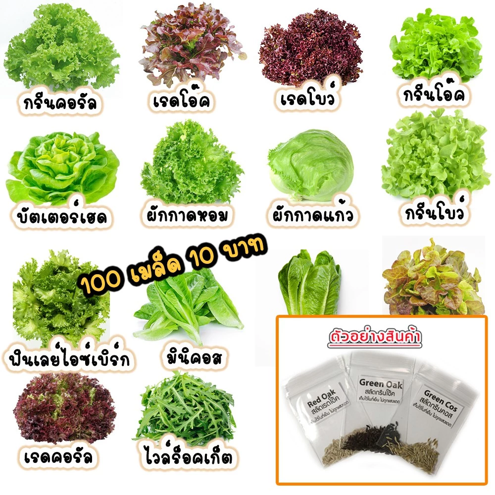 เมล็ดพันธุ์ผักสลัด ออแกนิค 100-300เมล็ด พร้อมคู่มือ thumbnail 3