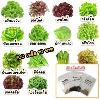 *ตัวเลือกเยอะสุด* เมล็ดผักสลัด100-300เมล็ด 10 บาท งอกดีมีคู่มือ เมล็ดปี68 [12แถม2] เมล็ดพันธุ์ผักสลัด ผักสลัด ผักออแกนิค