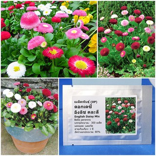 เมล็ดพันธุ์ ดอกอิงลิชเดซี่ คละสี (English Daisy Flower Mix Seed) บรรจุ50 เมล็ด (ไม่ใช่พืชที่มีชีวิต)