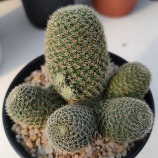 Cake Cactus Farm กระบองเพชร Rebutia minuscula รีบูเทีย ไมนัสคูล่า ดอกใหญ่สีแดงสด