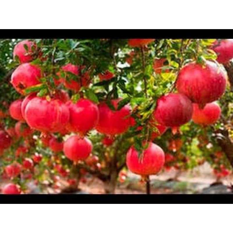 ต้นทับทิมแดงเจ้าพระยาลูกใหญ่ผลสีแดงเนื้อเยอะรสหวานสูง60-80ซ.มแบบเพาะเม็ด - รูปที่ 2