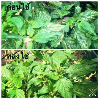 หัวเชื้อ เชื้อไตรโคเดอร์ม่า (Trichoderma ) ชนิดน้ำกำจัดโรครากเน่า โคนเน่า แคงเกอร์ ใบจุด ราสนิม