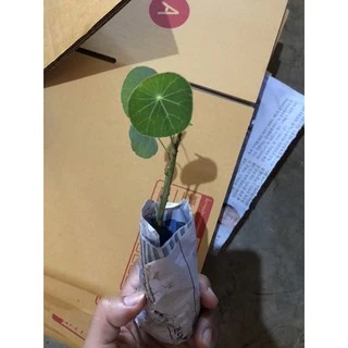 บัวบกโขด ไม้ฟอกอากาศยอดนิยม🎉มีใบทุกต้นคะ🌱