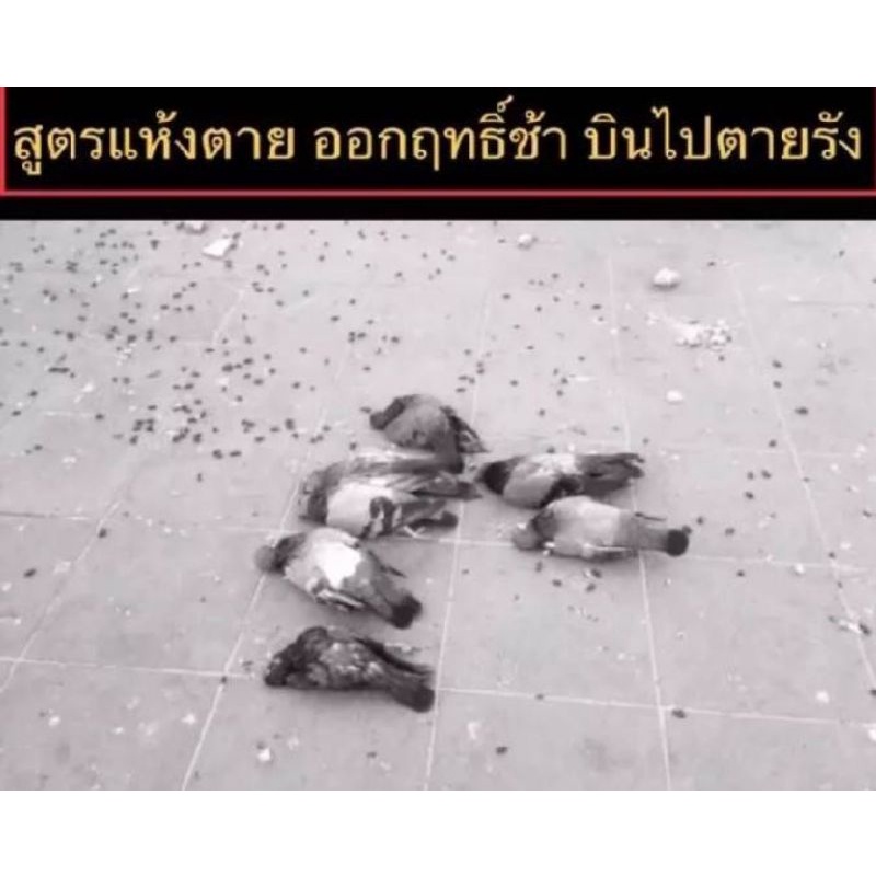 เหยื่อกำจัดนกพิราบนกกระจิบนกกระจอกสูตรใหม่พร้อมขนาดใหญ่กว่าเดิม1กระปุก100กรัม ราคา ถูกที่สุด ดีลบีเคเค แกลเลอรีภาพที่ 2