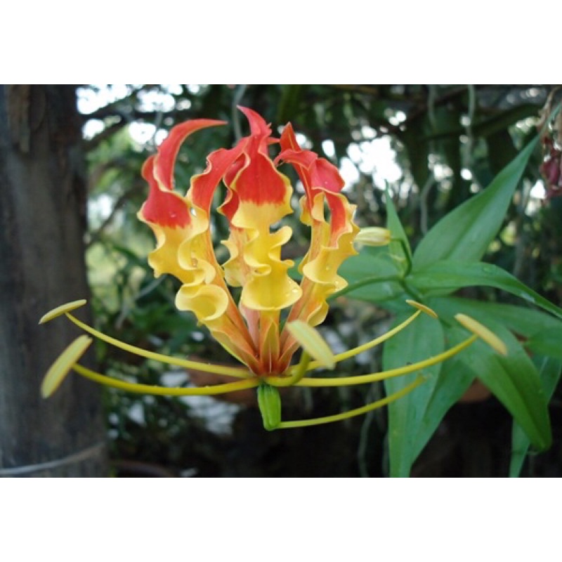 หัวพันธ์ุ ดองดึง ดอกหัวขวาน Gloriosa superbra หัวล่ะ 9 บาท สั่ง 10 หัว แถมฟรี 2 หัว