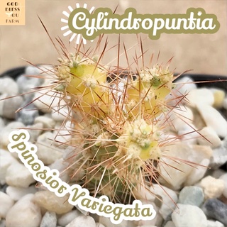 [หนามดูดด่าง] Cylindropuntia Spinosior Variegata ส่งพร้อมกระถาง แคคตัส Cactus Succulent Haworthia Euphorbia ไม้หายาก