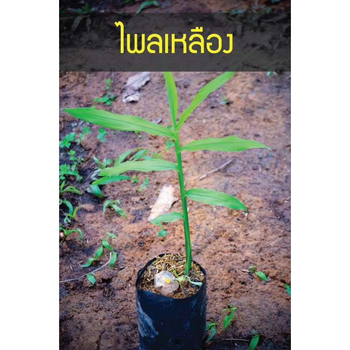 ต้นว่านไพลเหลือง ว่านไพล รากเดินพร้อมปลูก