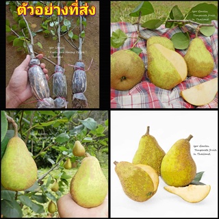 (1กิ่งตอน) กิ่งตอน ต้น ลูกแพร พันธุ์ ยาลิ Yali Pear ต้นลูกแพร์ ลูกแพร์ ต้นลูกแพร ไร่อิงดาว 2