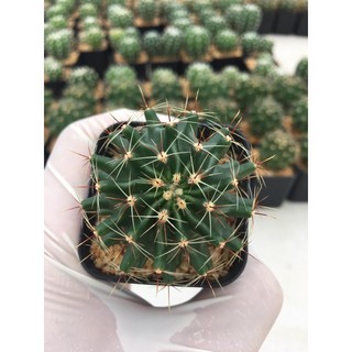 ฮามาโต๊ะแคคตัส #Cactus #ฮามาโต๊ะแคคตัส #Cactus #กระบองเพชร#พืชทนแล้ง#ไม้ประดับ#ตกแต่งบ้าน#ตกแต่งคอนโด