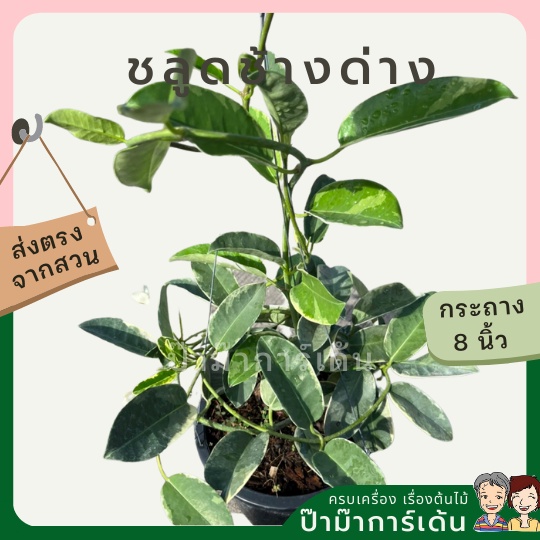 ชลูดช้างด่างส่งพร้อมกระถาง 8 นิ้ว